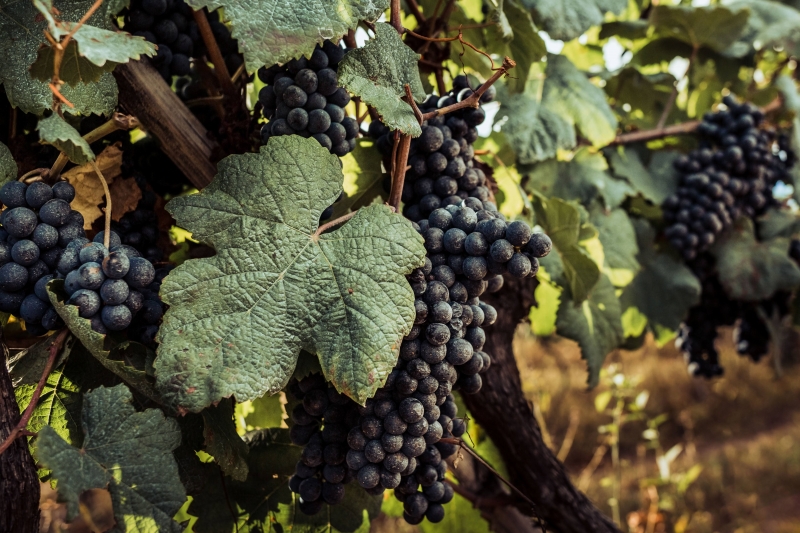 ECO vinhos e uvas - Vinícola Cardenas - uvas