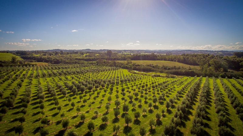 Nos últimos 15 anos, avanço da olivicultura transformou o RS no maior produtor nacional de azeites