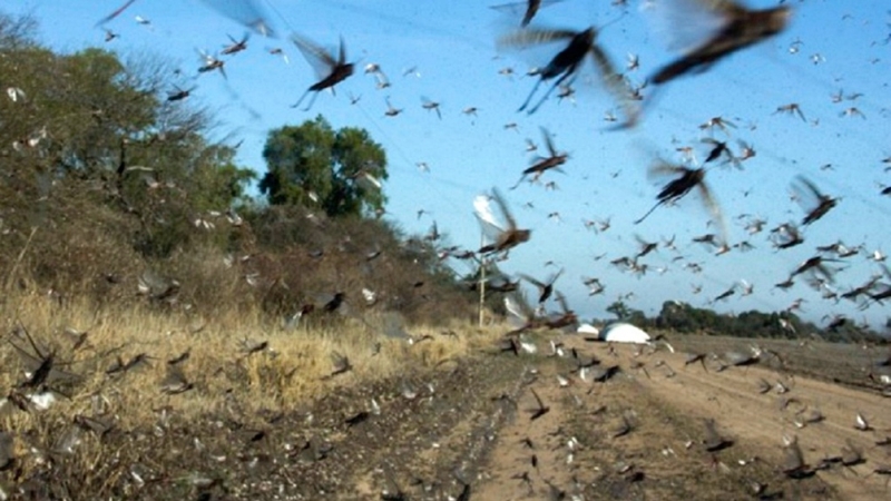 Nuvem de gafanhotos destruiu lavouras de trigo na Argentina