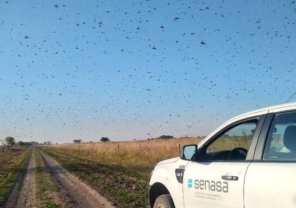 Serviço de Sanidade e Qualidade Agroalimentar da Argentina monitora os insetos desde maio