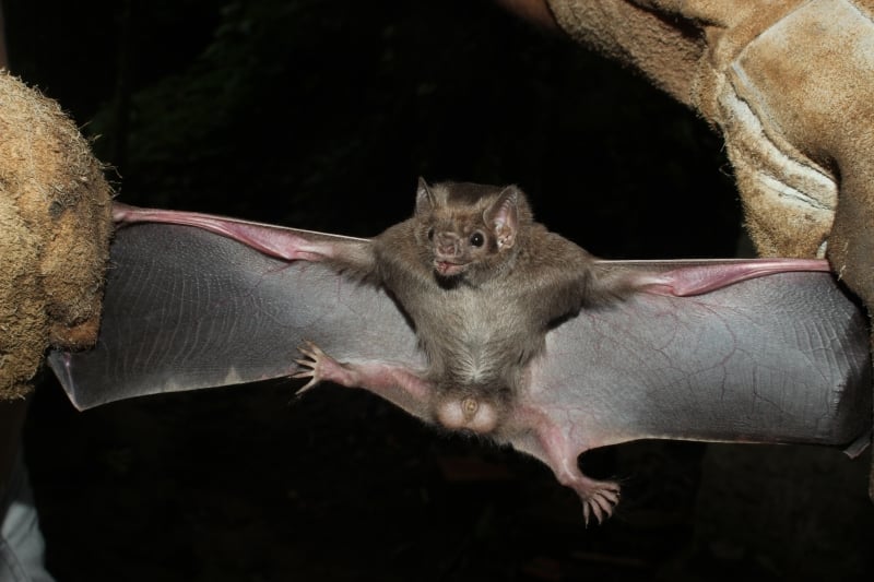 Áreas de concentração de morcegos hematófagos foram encontradas em 16 municípios