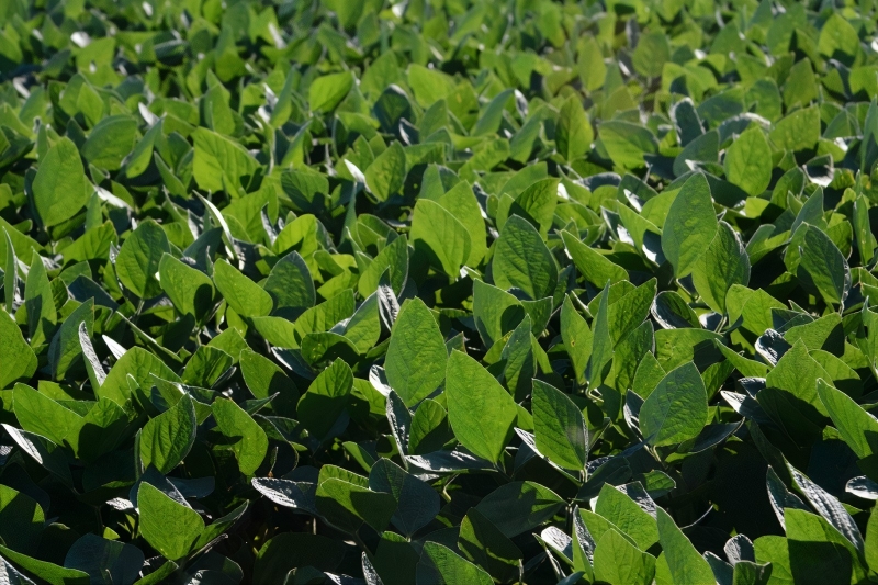 Forte estiagem durante o verão 2019/2020 causou a perda de quase metade da produção gaúcha de soja