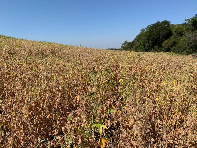 Seca causou redução de quase 45% na safra de soja do Estado