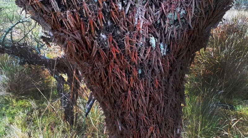 Insetos migraram do Paraguai para a província de Salta nessa segunda-feira