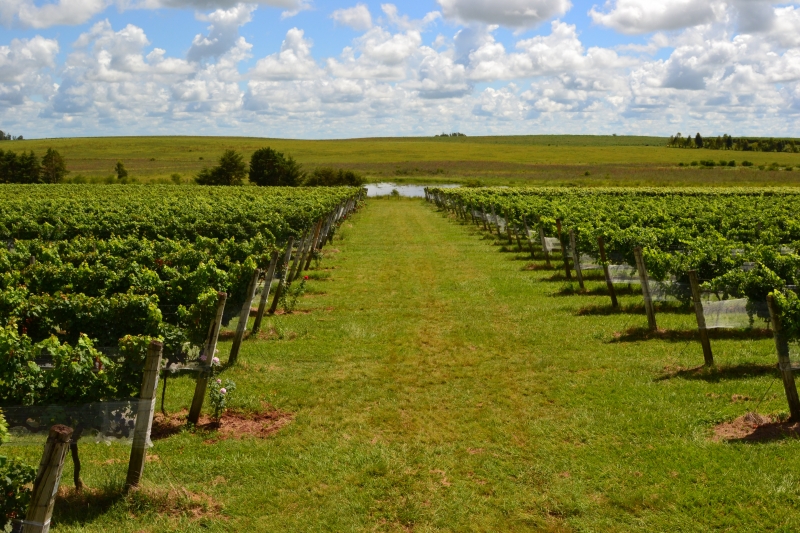 Intensa conexão do vinho com seu terroir e suas origens é uma das grandes forças do setor