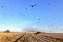 Calor reacende risco de invas�o de gafanhotos no Rio Grande do Sul