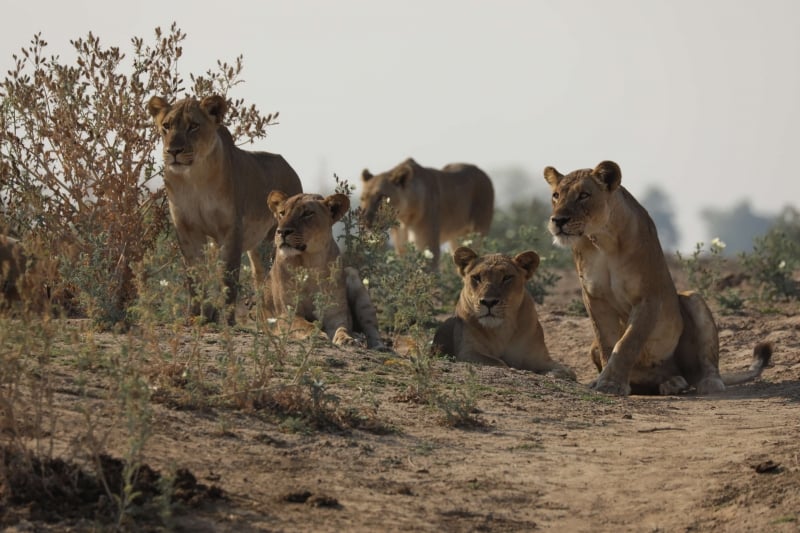 Filmada no Vale de Luangwa, na Zâmbia, 'O pais do grande felino' terá seis episódios semanais
