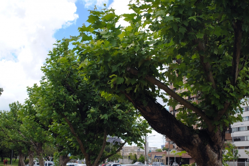 Serão selecionados 10 projetos de arborização ou áreas verdes urbanas