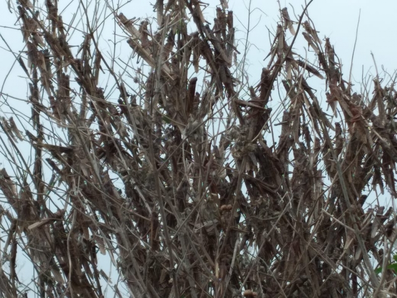 Gafanhotos ainda estariam na área de Federación, junto à fronteira da Argentina com o Uruguai