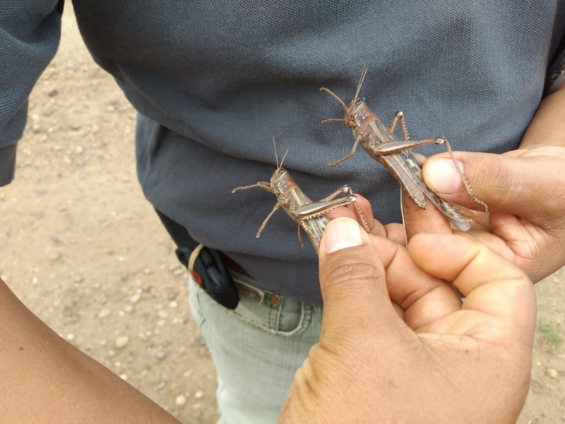 Argentinos ainda seguem o rastro da praga e agora o combate é na fronteira uruguaia