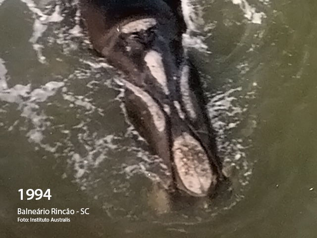 {'nm_midia_inter_thumb1':'https://www.jornaldocomercio.com/_midias/jpg/2020/07/28/206x137/1_1994_instituto_australis-9104116.jpg', 'id_midia_tipo':'2', 'id_tetag_galer':'', 'id_midia':'5f20b02b7b261', 'cd_midia':9104116, 'ds_midia_link': 'https://www.jornaldocomercio.com/_midias/jpg/2020/07/28/1994_instituto_australis-9104116.jpg', 'ds_midia': 'Baleia conhecida há 27 anos, visita o litoral do RS pela terceira vez', 'ds_midia_credi': 'Instituto Australis/Divulgação/JC', 'ds_midia_titlo': 'Baleia conhecida há 27 anos, visita o litoral do RS pela terceira vez', 'cd_tetag': '1', 'cd_midia_w': '640', 'cd_midia_h': '480', 'align': 'Left'}