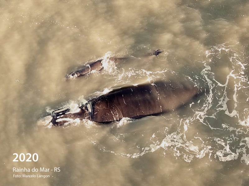 Langon fotografou o animal no último dia 15 de julho, em Rainha do Mar