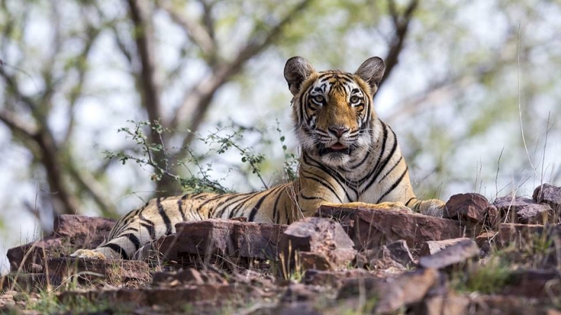 'A revanche das tigresas' e 'Fúria de tigres' acompanham jornada instintiva dos animais