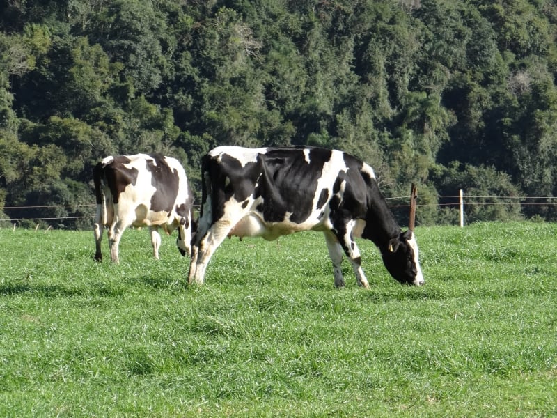 Cenário da produção leiteira tem levado criadores a repensar atividade