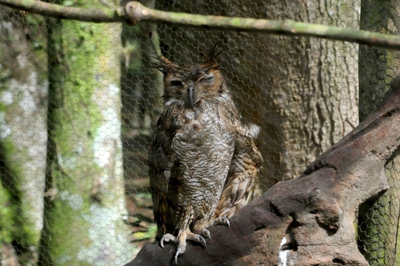 Animais chegaram no segundo semestre de 2019 e precisaram passar por tratamento veterinário