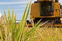 Conab projeta 12 milh�es de toneladas de arroz na safra 2020/2021
