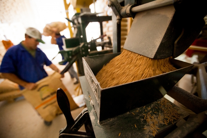 Município de Camaquã também se destaca na produção de arroz