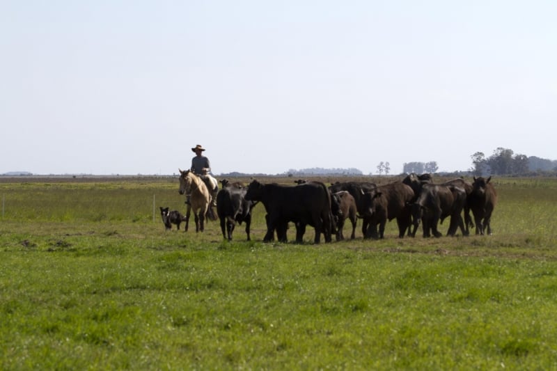 Governo destinará US$ 1,3 bilhão do Fundo Clima para recuperação de pastagens