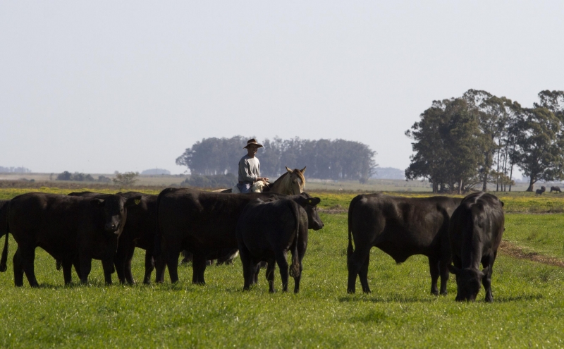 Produtor gaúcho tem adotado métodos qualificados de manejo com a integração lavoura-pecuária