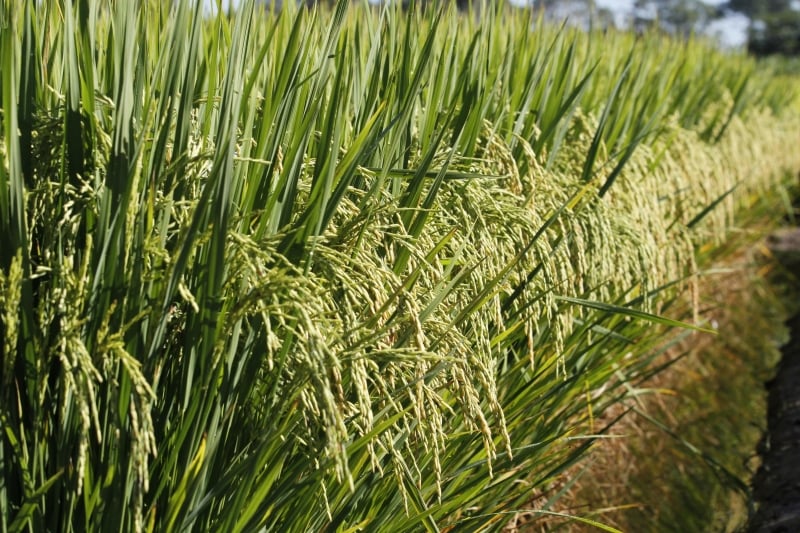 No arroz, manejo de irriga��o � fundamental para reduzir impactos