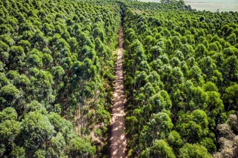 CMPC em Barra do Ribeiro quer ter resíduo zero