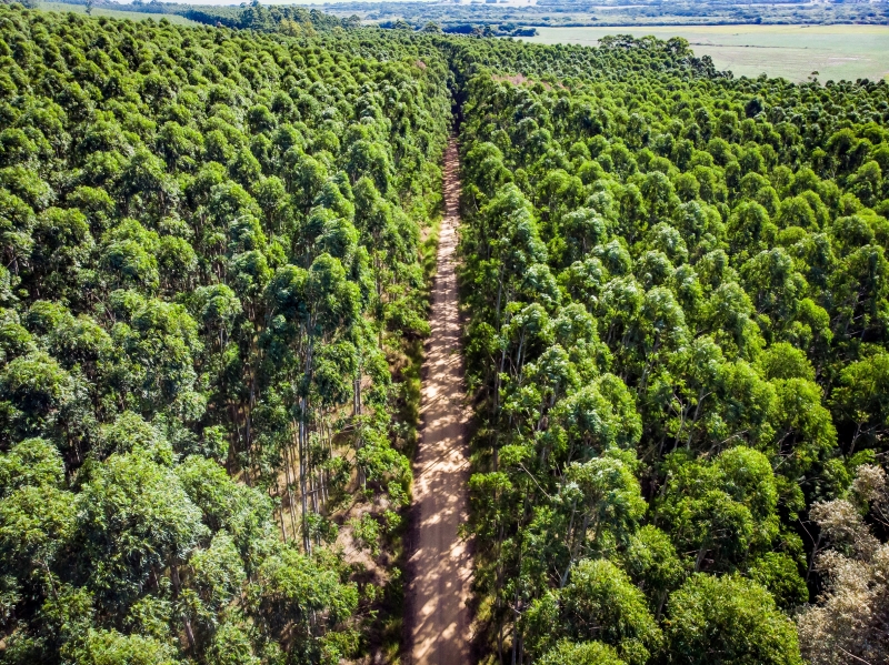 Expansão florestal acontecerá, principalmente, na Metade Sul do RS