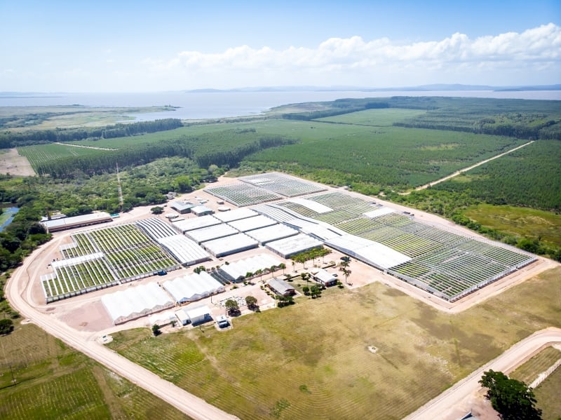 Empresa tem 423 mil hectares espalhados em 71 municípios, onde possui 900 hortos organizados