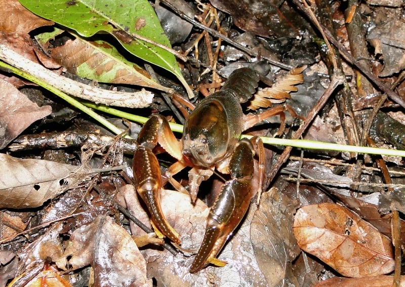 Pesquisadores da Ufrgs encontraram animal em expedição; crustáceo recebeu o nome de 'macanudo'