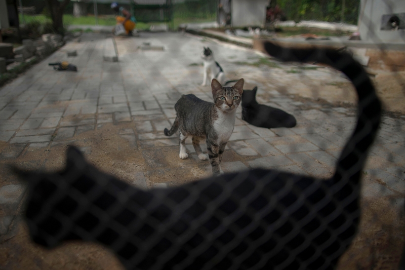 Documento permite definir guarda de animais de estimação após a morte 