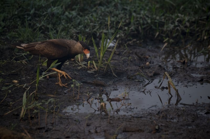 De acordo com o estudo, em números absolutos, são 54 espécies ameaçadas no Pantanal