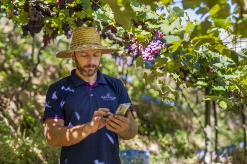 Tecnologia auxilia na produção de uva em cidades da serra gaúcha