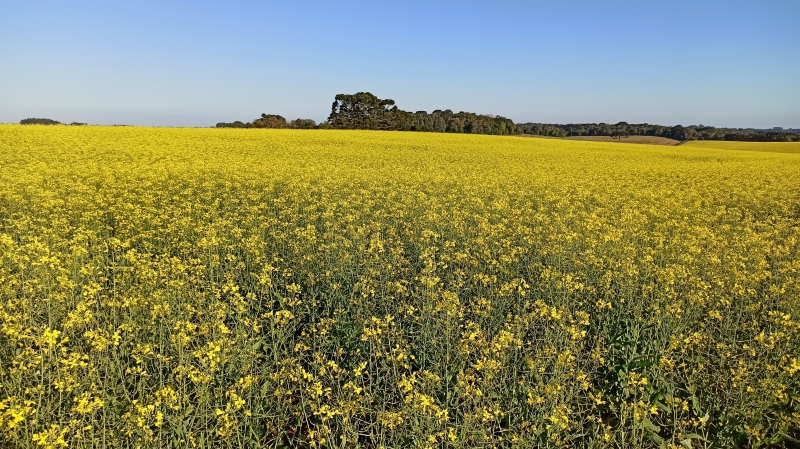 Municípios de Vila Flores, Nova Prata e Nova Bassano contabilizam cerca de 126 hectares cultivados