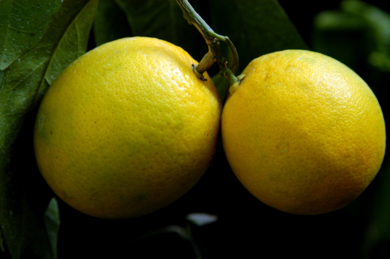 Na média, colheita de laranja no Vale do Caí está 75% finalizada