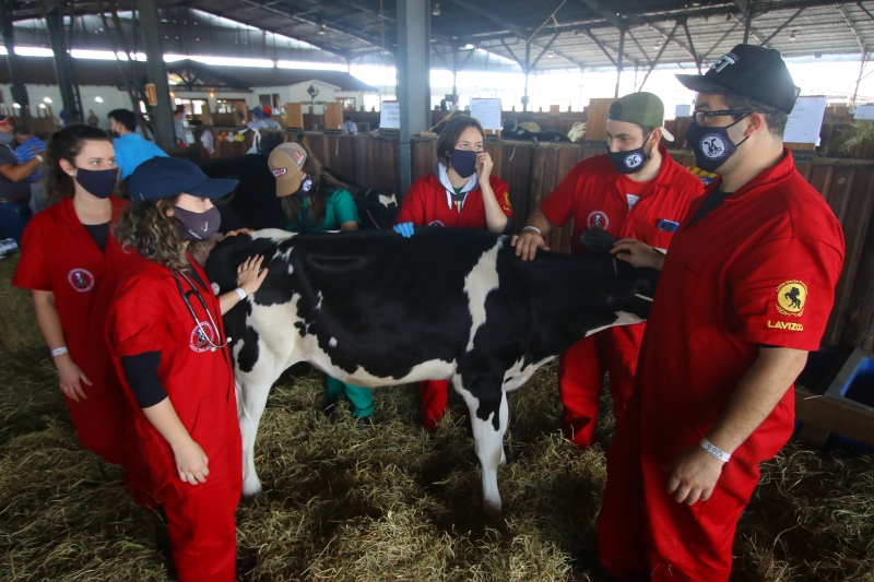 Dalto, que é o professor, acompanha a turma de alunos de Veterinária no exame de uma vaca