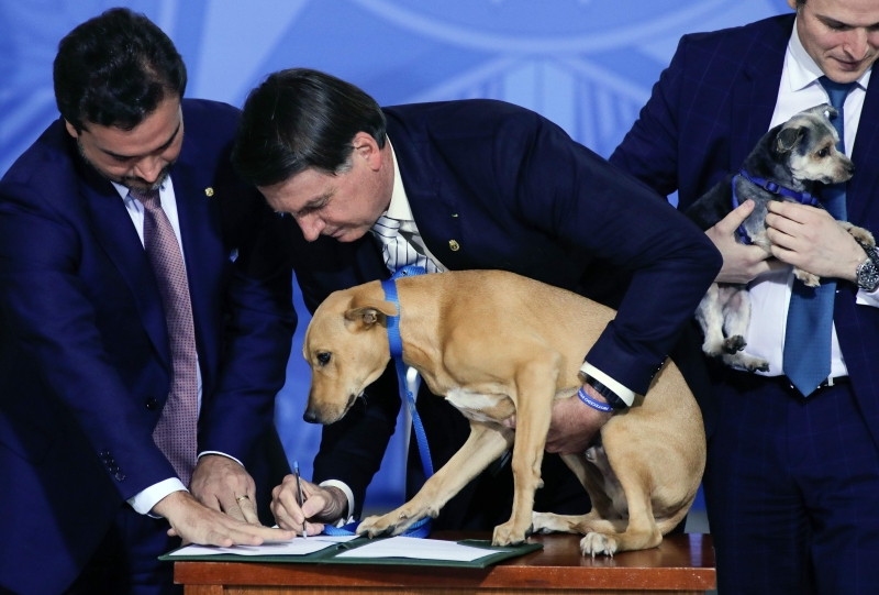 Bolsonaro sancionou a lei na companhia de Nestor, cão adotado em agosto