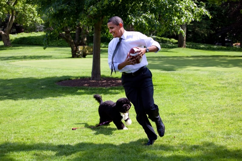 Bo, um cão de água português, foi o escolhido pela família de Barack Obama