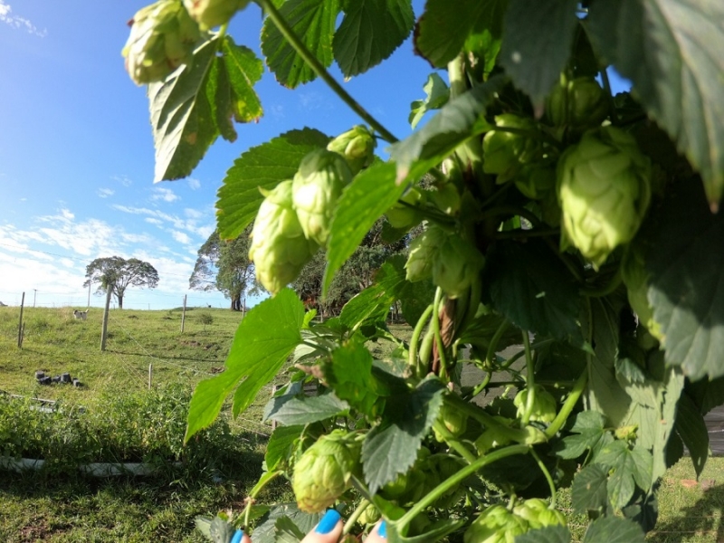 Objetivo é produzir a planta, usada na fabricação de cerveja, a custo mais baixo e com características regionais