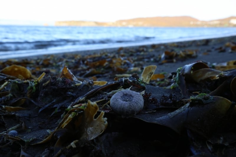 Praias ficaram lotadas de animais mortos, principalmente moluscos e crustáceos
