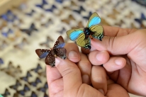 Rio Grande do Sul tem mais de 900 espécies de borboletas, segundo Ufrgs