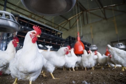 ABPA eleva projeções para frango e suínos e mantém otimismo para 2027