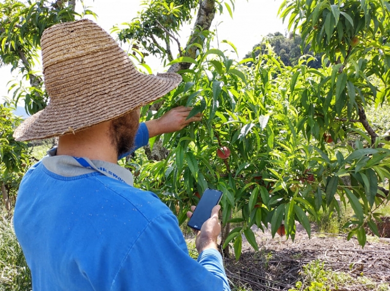Em Pinto Bandeira, tecnologia tenta auxiliar produtores a avaliarem tamanho do prejuízo durante a colheita
