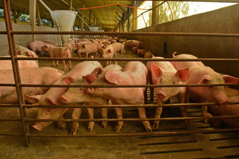 Custo de produção de suínos tem até 60% dos gastos vinculados à alimentação