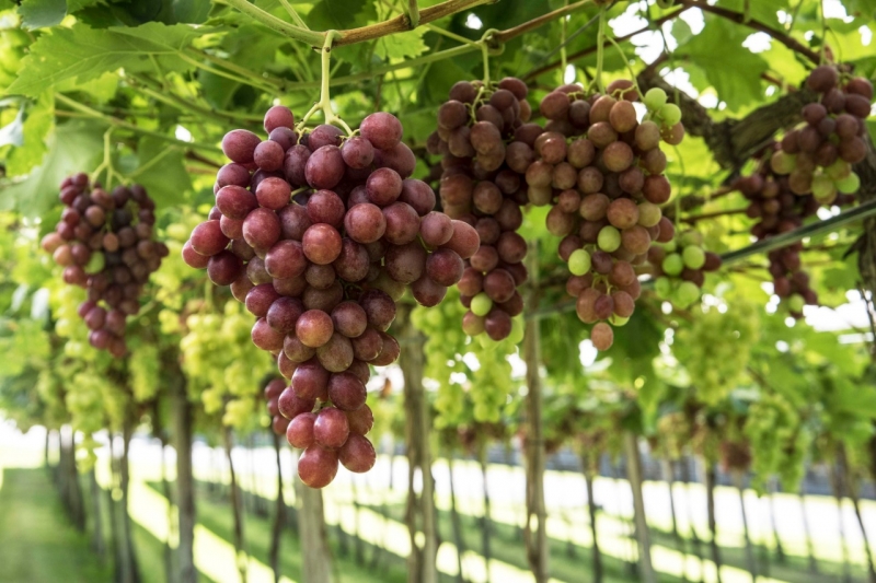 Regi&atilde;o produziu mais de 452 toneladas da fruta em 41 propriedades, segundo levantamento da Emater