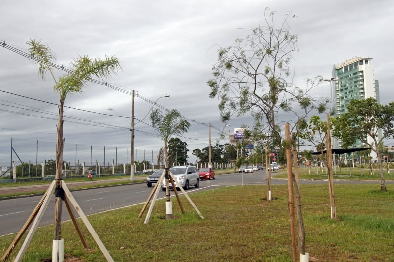 Avenida Diário de Notícias foi umas das que recebeu mudas de árvores nativas