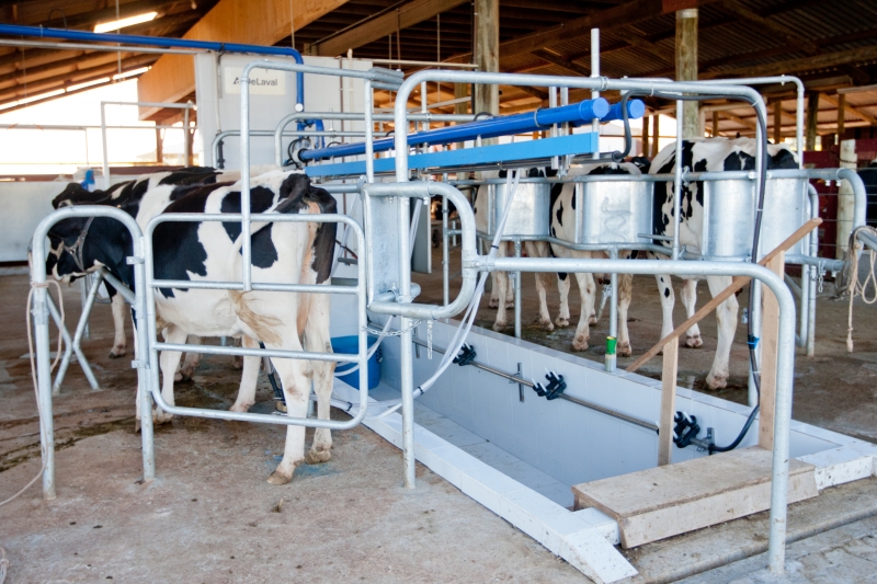 Cepea aponta que leite captado em outubro, e pago em novembro, pode ter desvalorização de até 7%