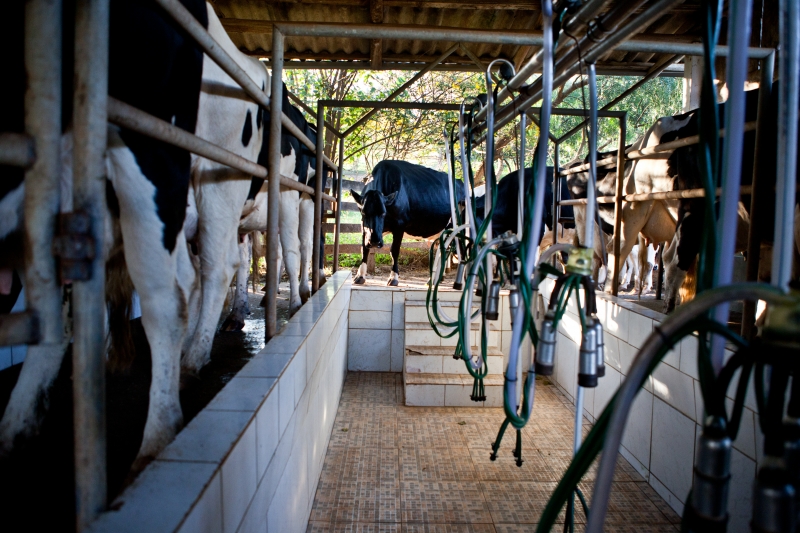 Custo para alimentar rebanho é afetado por alta nas commodities e escassez de milho com estiagem 