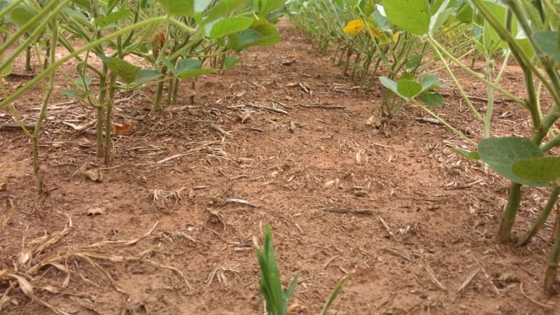Falta de chuva consistente desde outubro aumenta a tensão e as perdas no campo