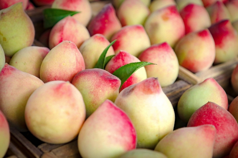Produção da fruta vem caindo ao longo dos anos nos pomares gaúchos 