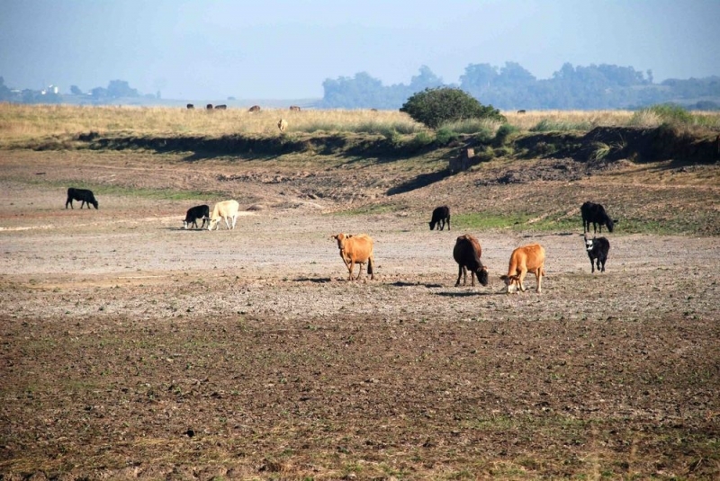 Estiagem também castiga o gado, como ocorreu em 2019, secando rios e queimando o pasto e o milho