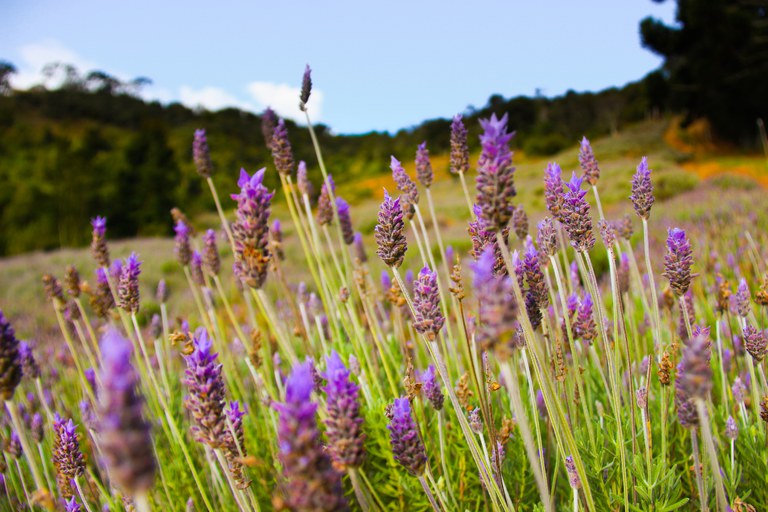 Parceria une Ministério da Agricultura, FAO e a Universidade de Santa Cruz do Sul (Unisc)